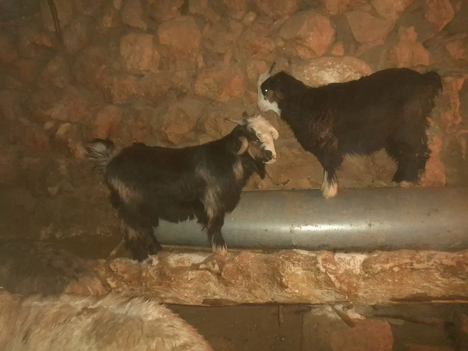 دوعددبیگ|حیوانات مزرعه|ایذه, |دیوار