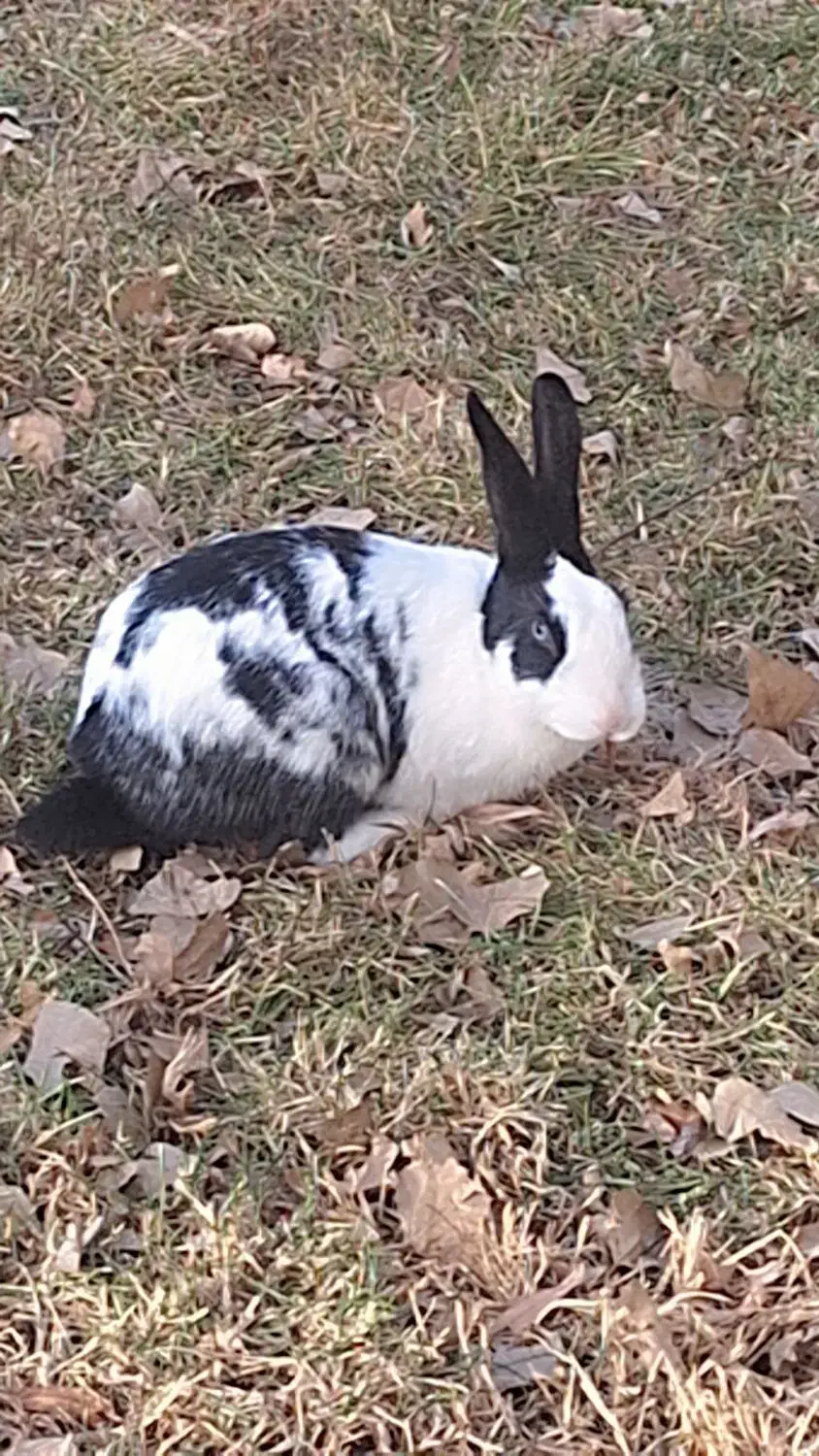 سلام یه خرگوش|موش و خرگوش|صفادشت, |دیوار