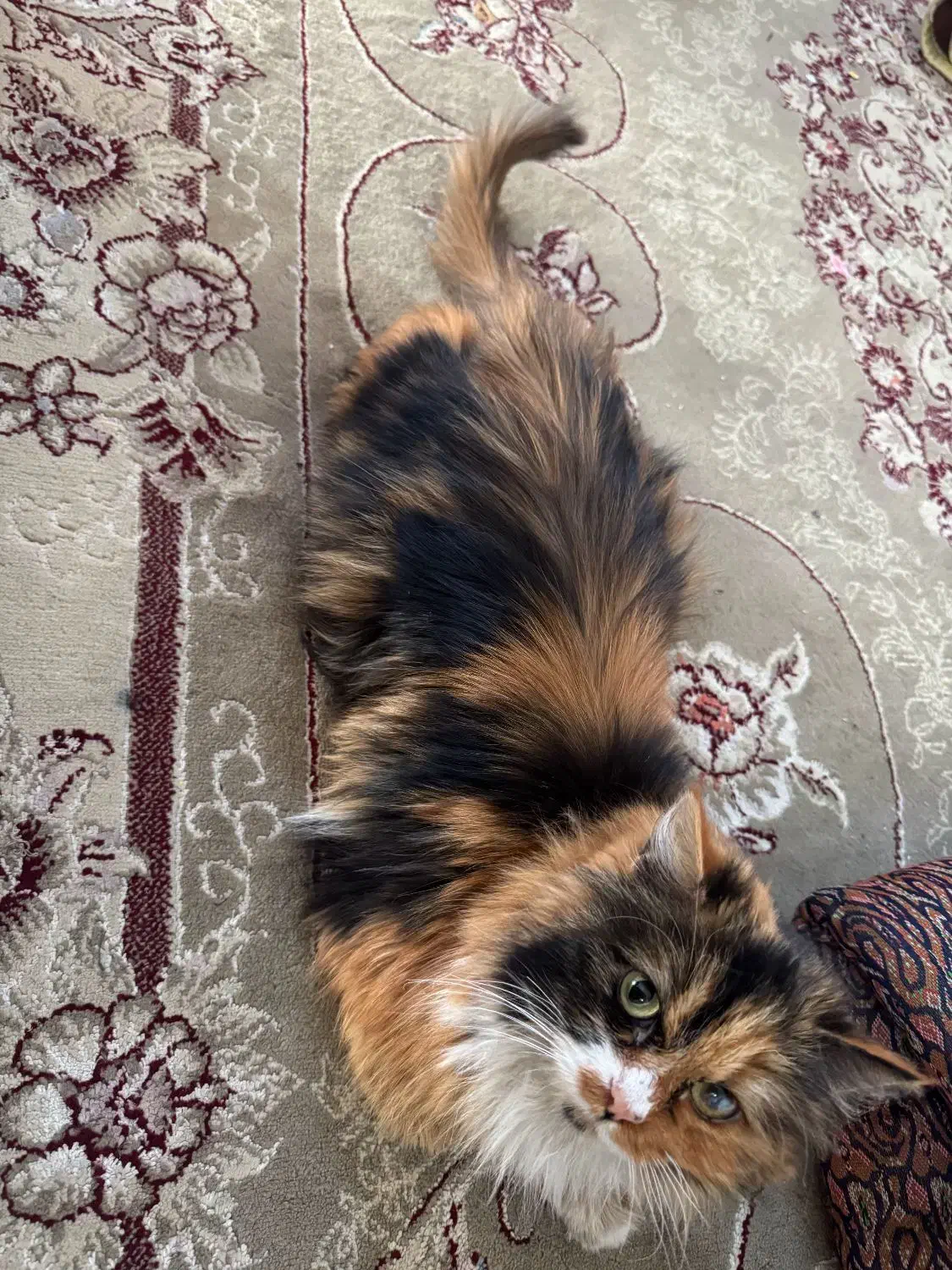 گربه پرشین|گربه|ورامین, ورامین|دیوار