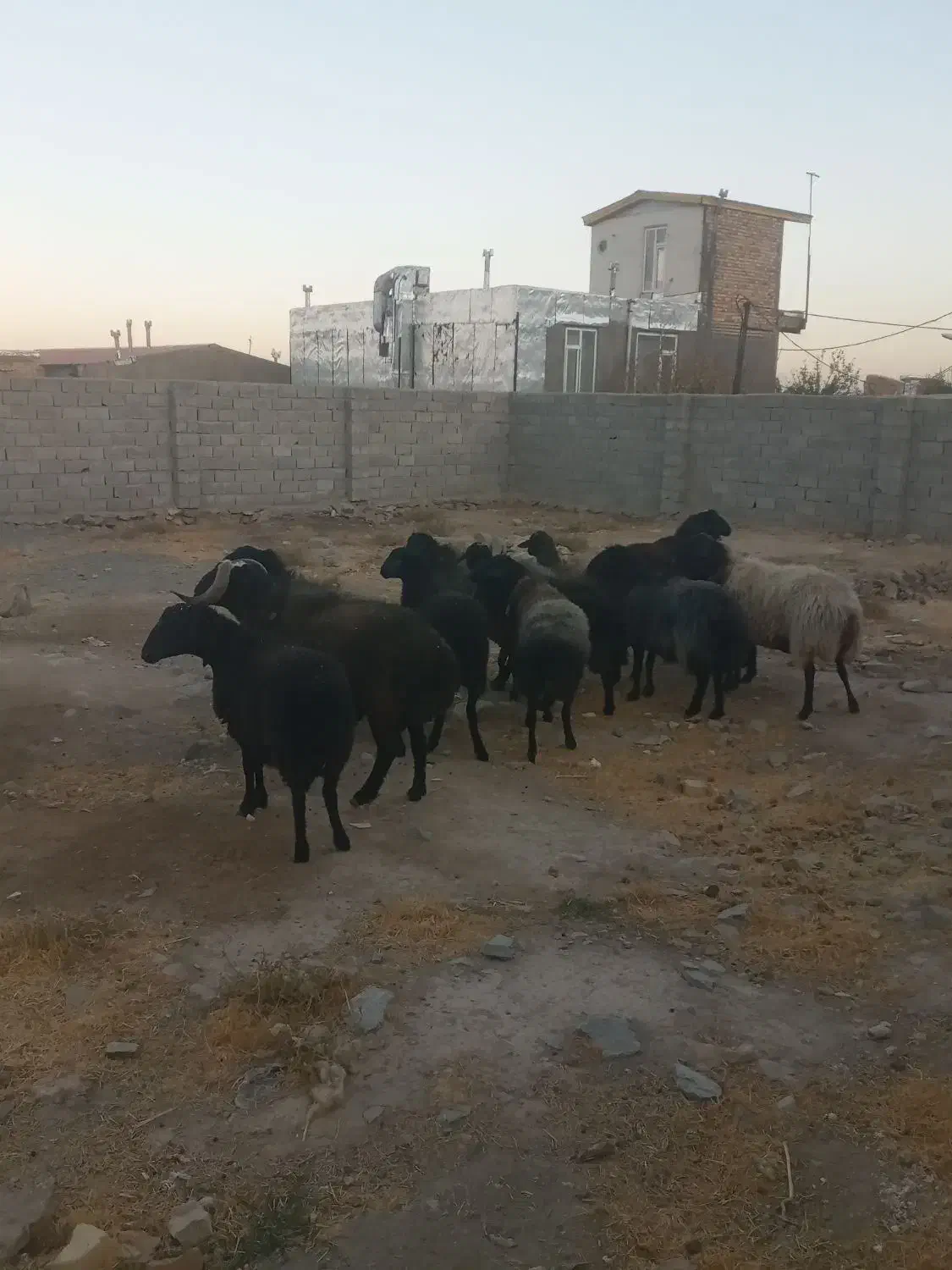 میش شیشک قوچ بره|حیوانات مزرعه|زالیان, |دیوار