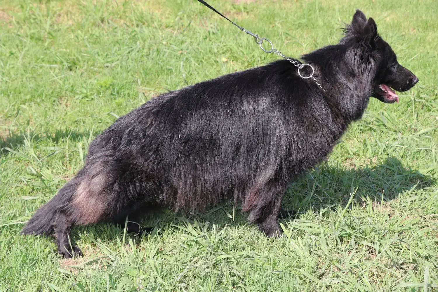 ژرمن بلک ماده|سگ|رشت, گلزاران|دیوار