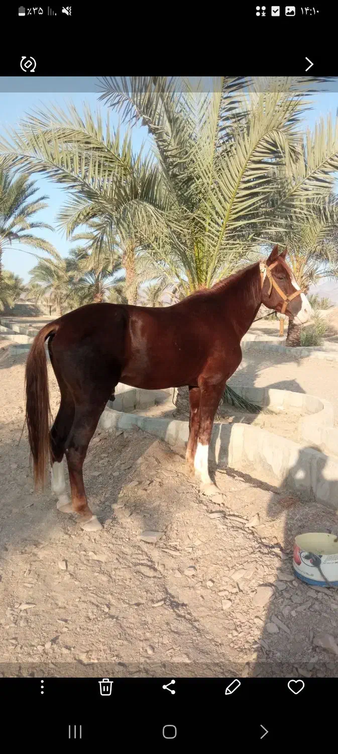 اسب نرییون ۵ساله|اسب و تجهیزات اسب‌سواری|سراوان, |دیوار