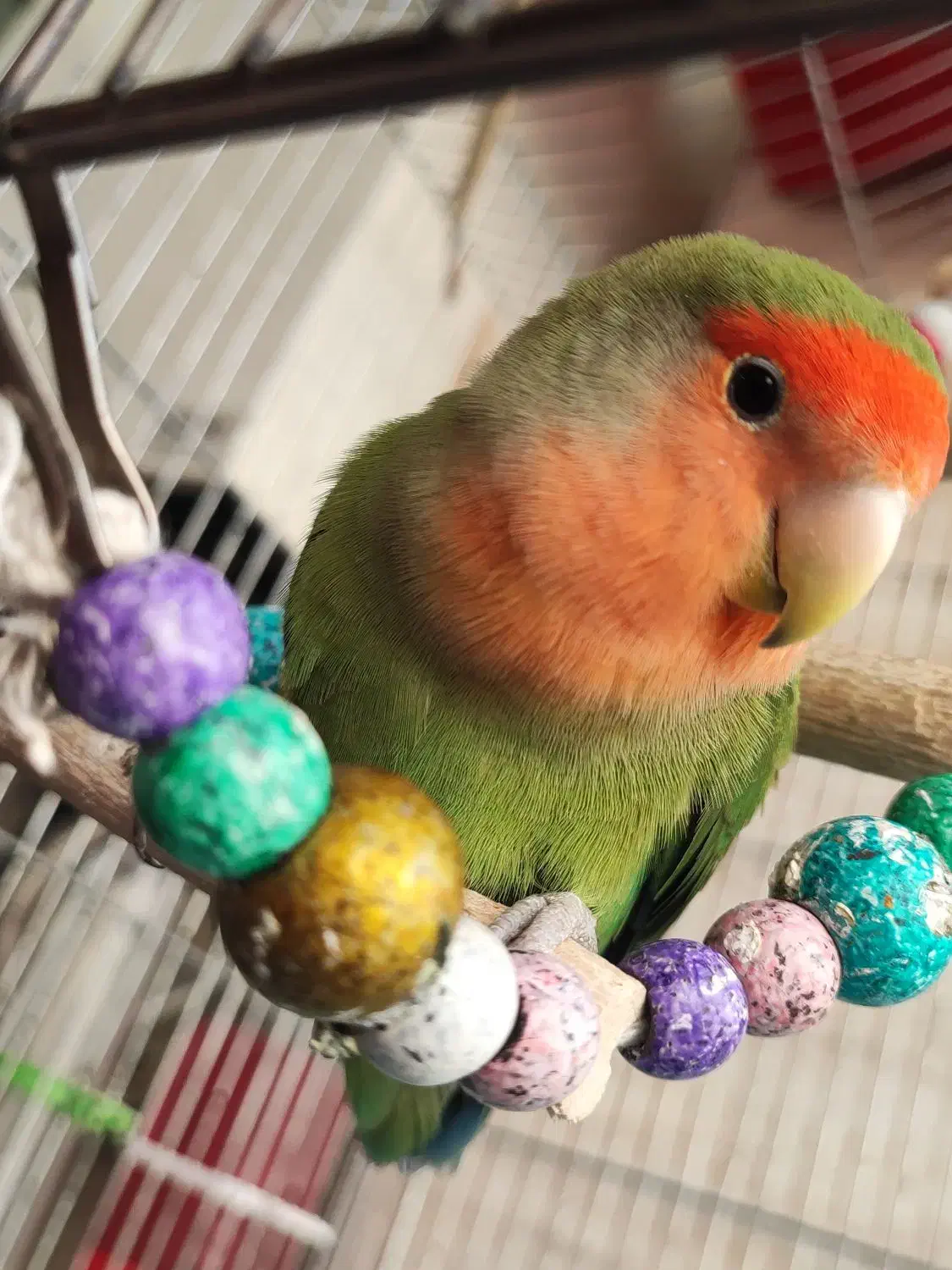 طوطی برزیلی|پرنده|ری, ملک‌آباد|دیوار