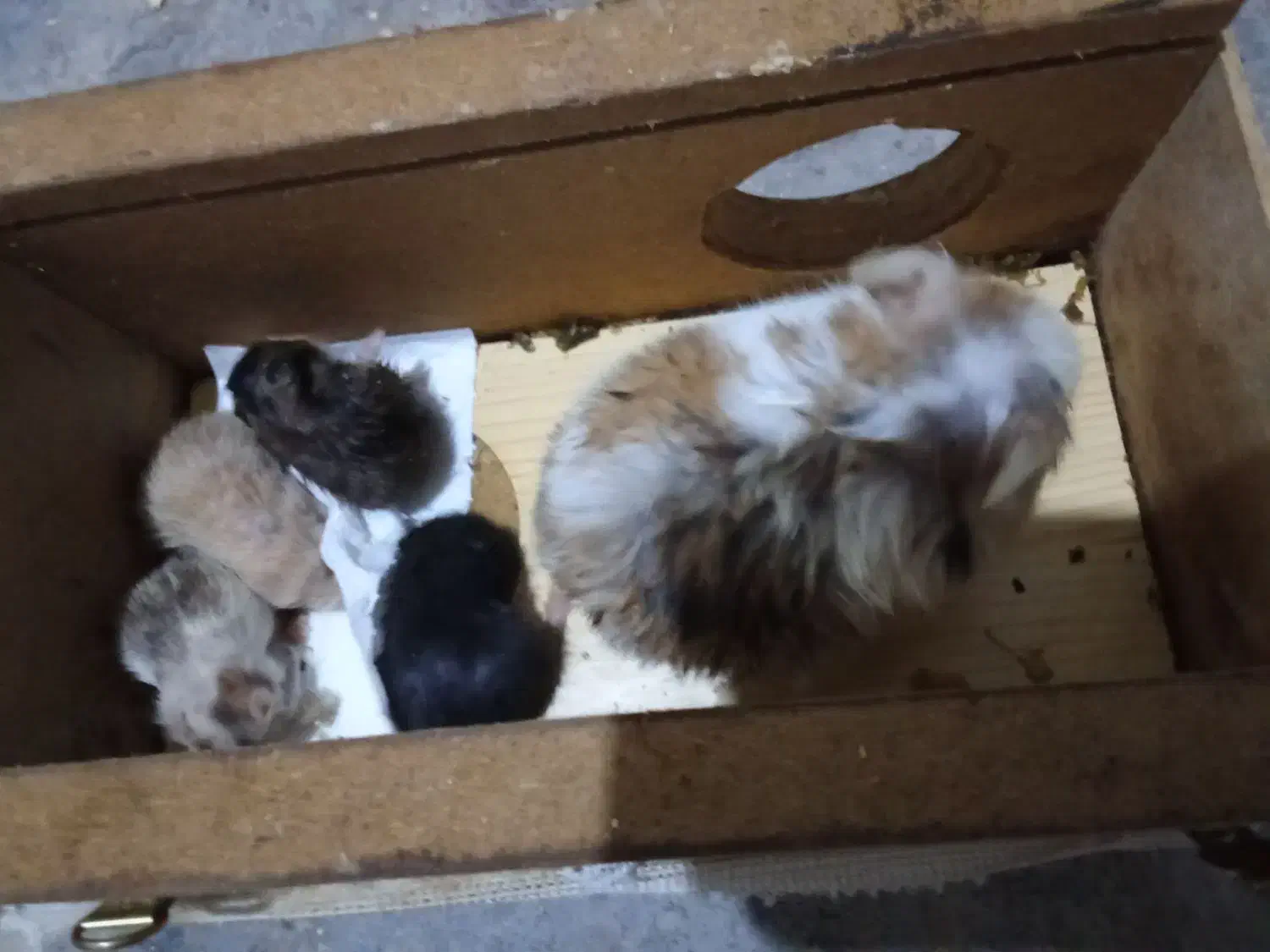 فروش فوری همستر|موش و خرگوش|دهدشت, |دیوار