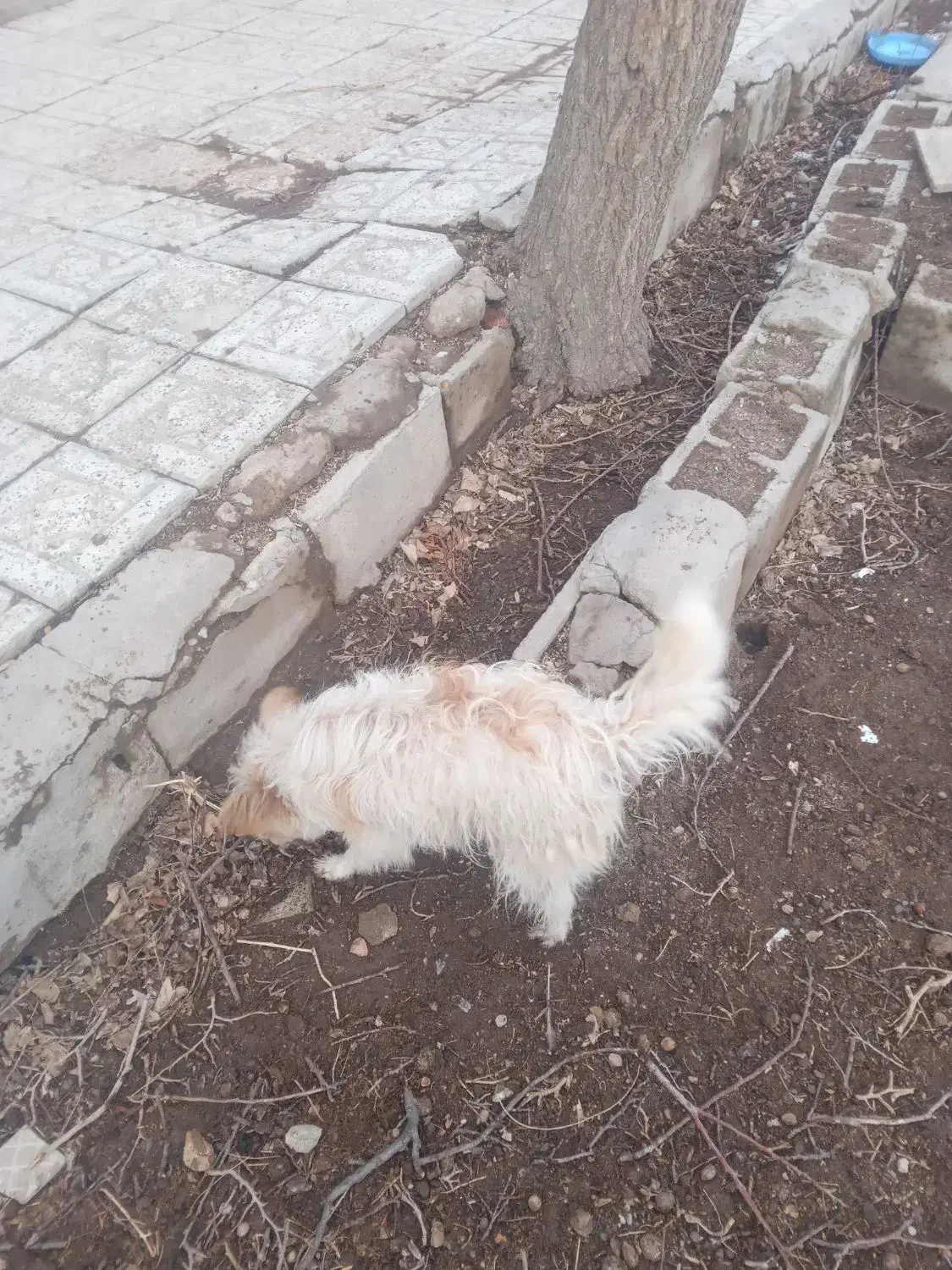 سگ پا کوتاه ماده|سگ|بناب, |دیوار