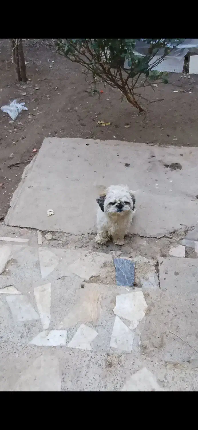 سگ خانگی|سگ|میاندوآب, |دیوار