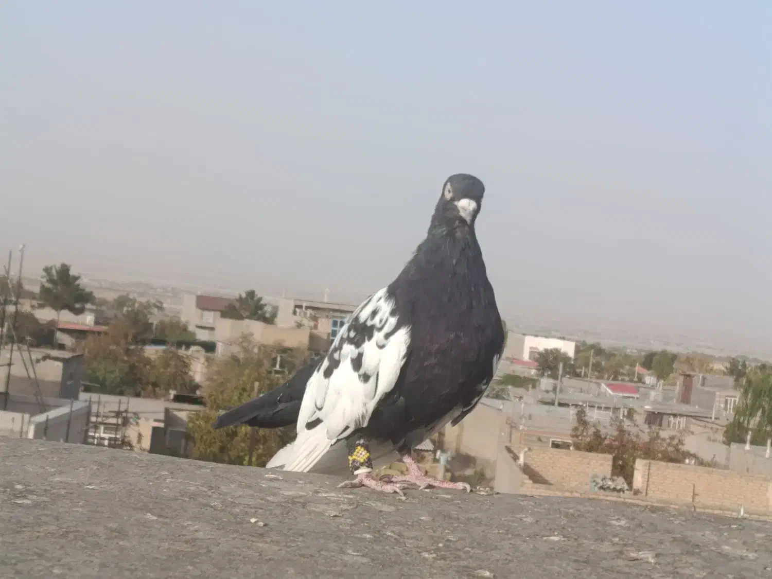 سینه سیاه|پرنده|مشهد, شهرک صنعتی توس|دیوار