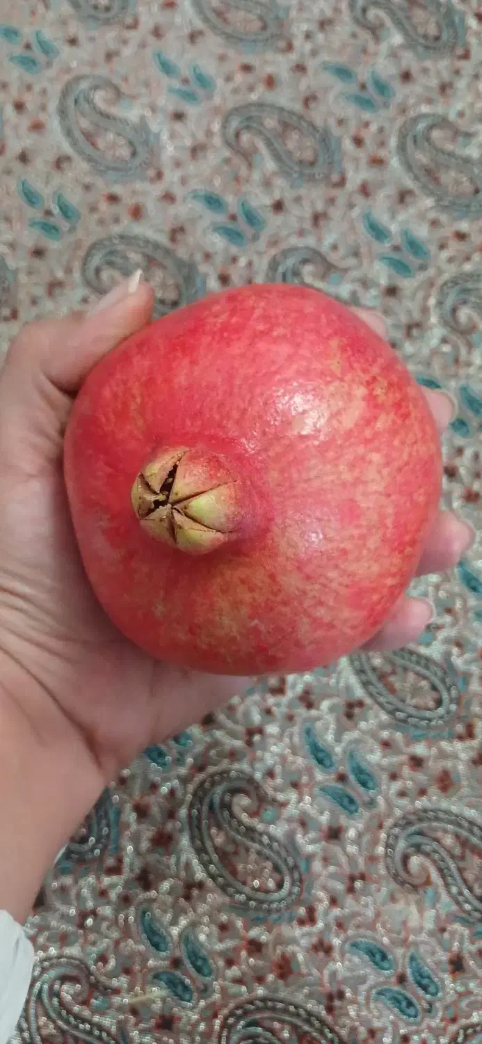 انار آبدار میخوش|خوردنی و آشامیدنی|یزد, |دیوار