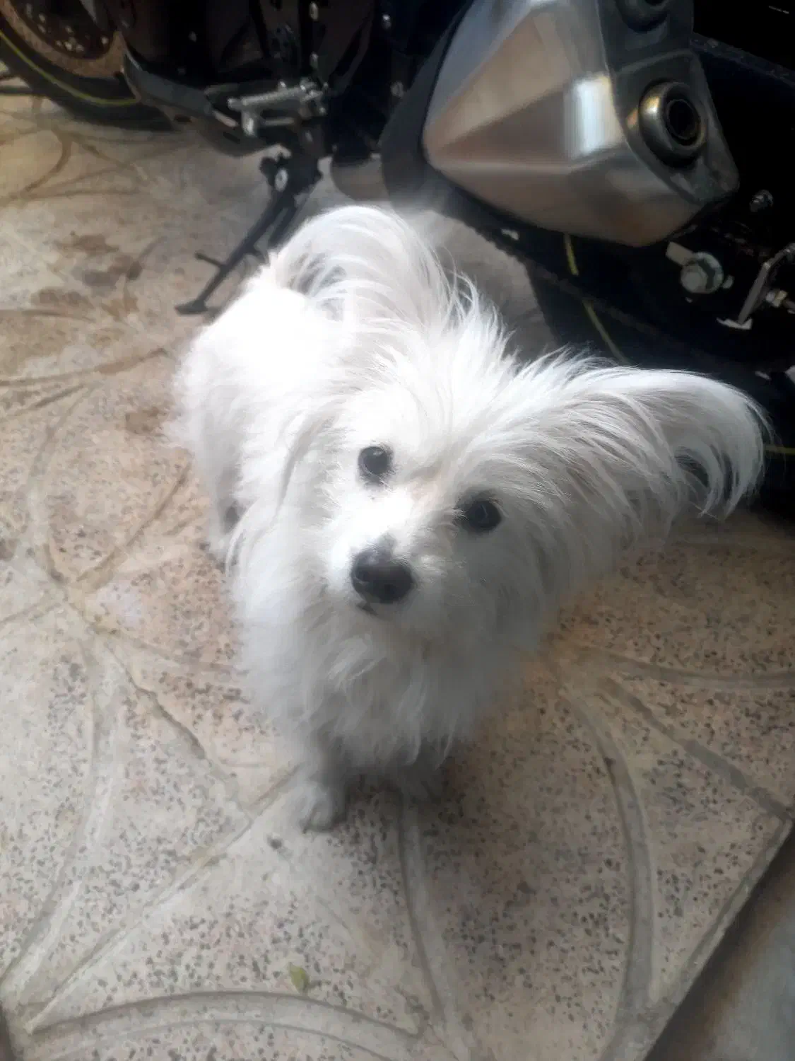 سگ پامر|سگ|کرج, حصارک بالا|دیوار