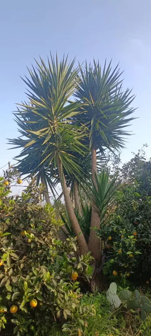 گل یوکا  در اندازه های مختلف|گل و گیاه طبیعی|لیسار, |دیوار