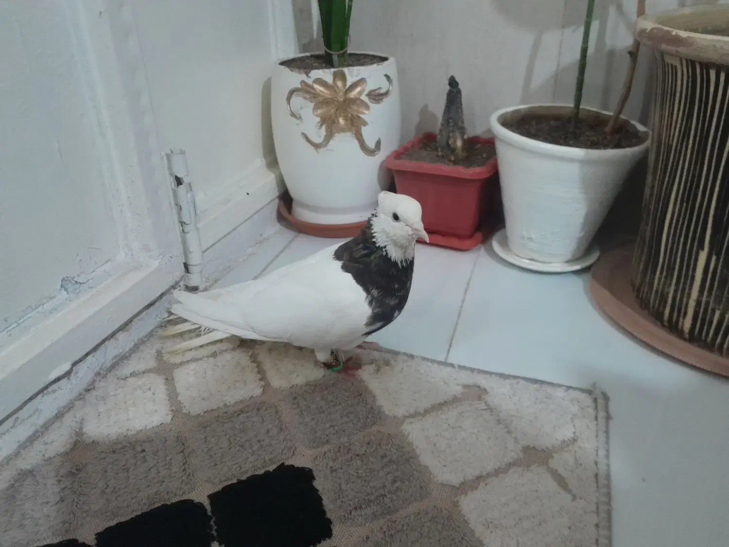 طوقی هفت رنگ نر پاک|پرنده|مشهد, کوی ولیعصر|دیوار