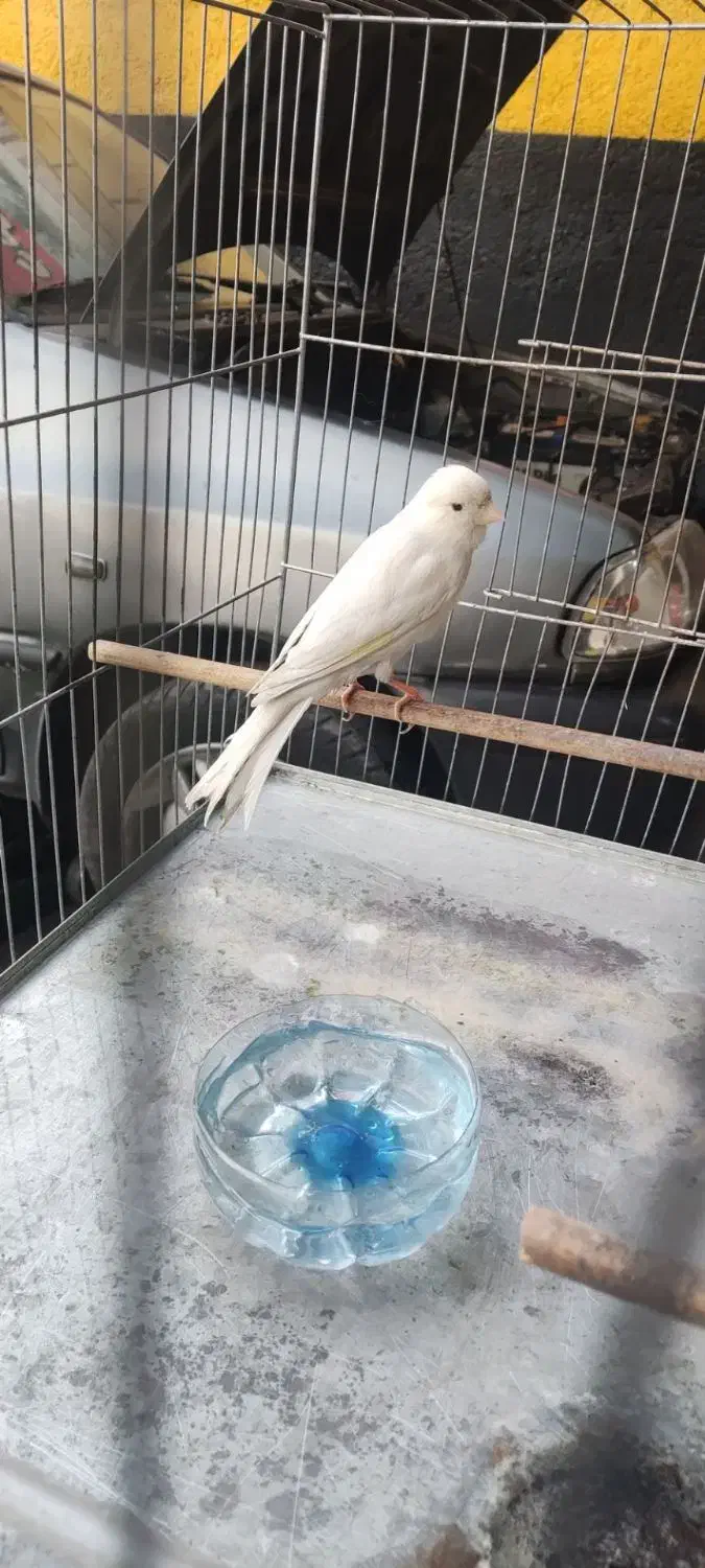 قناری نر مست مست|پرنده|فردوسیه, |دیوار