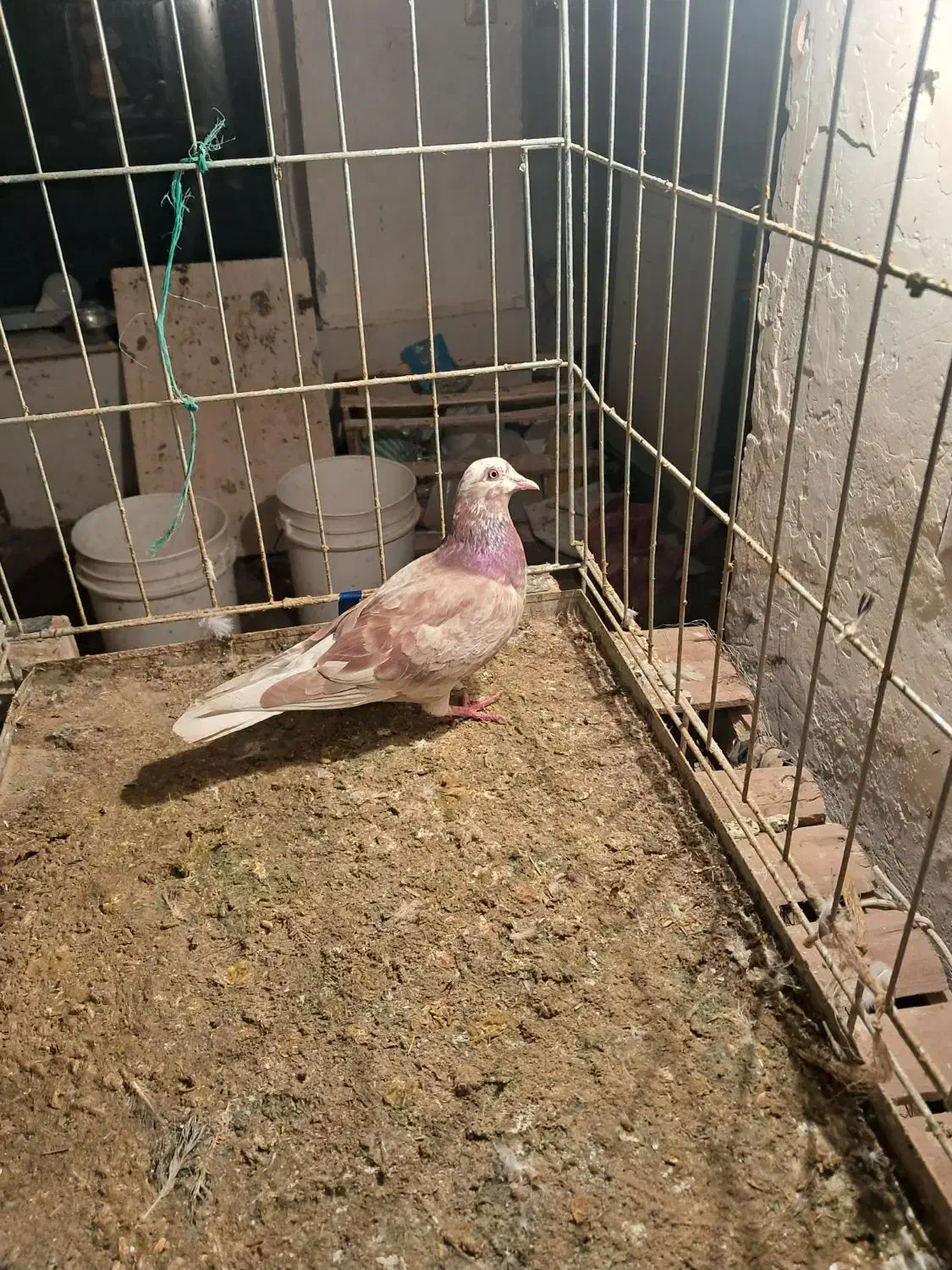 کفتر|پرنده|صوفیان, |دیوار