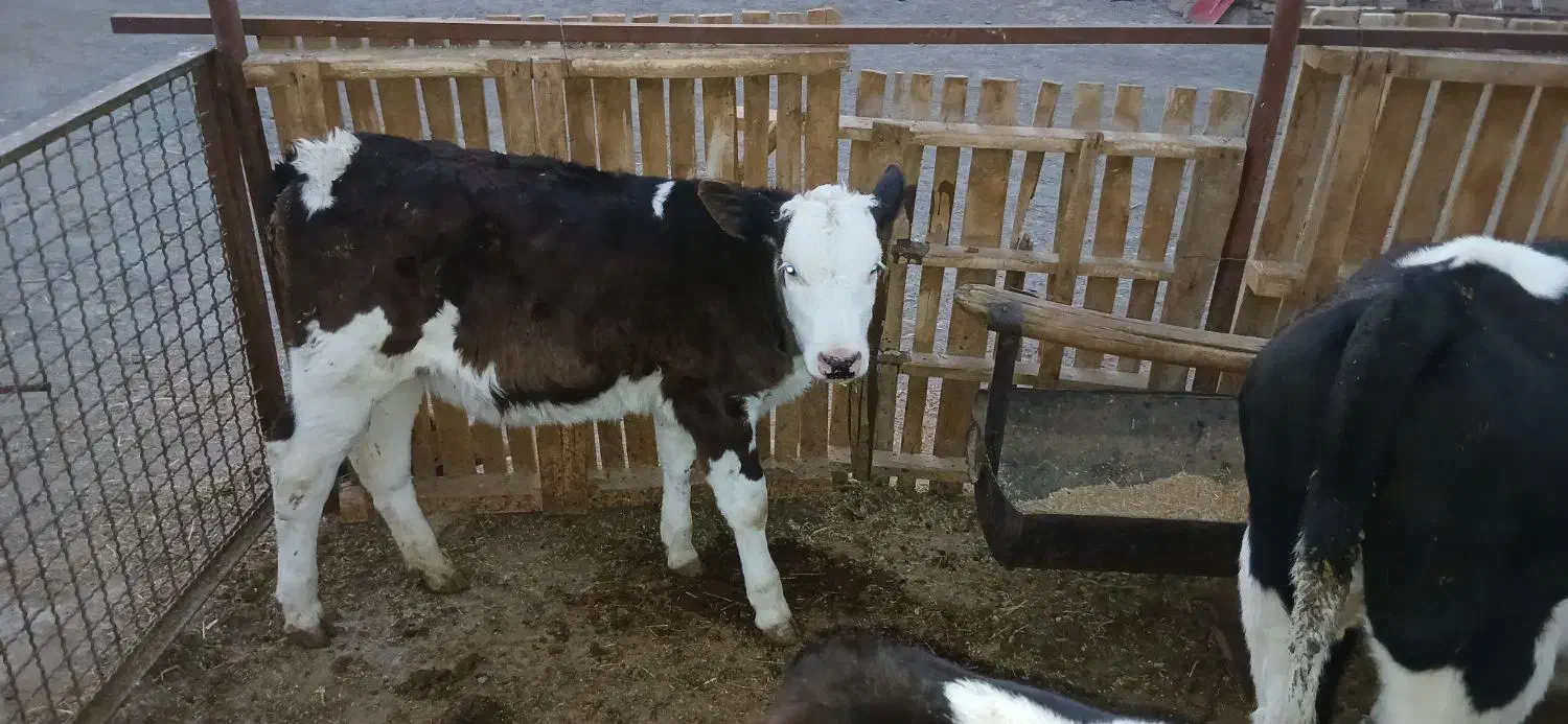 گوساله ماده قلم درشت|حیوانات مزرعه|مشهد, آبادگران|دیوار