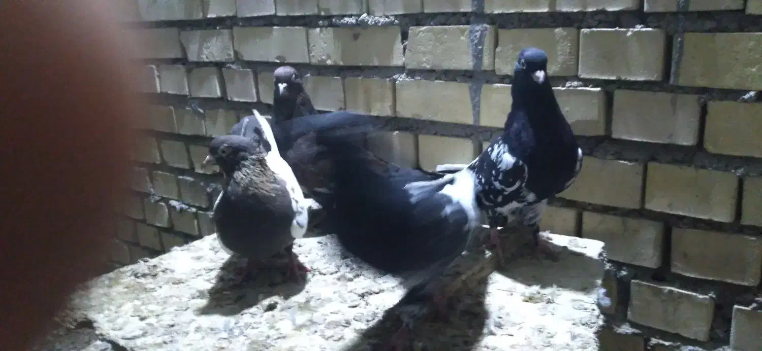 کبوتر کله ای عتیقه|پرنده|سوسنگرد, |دیوار