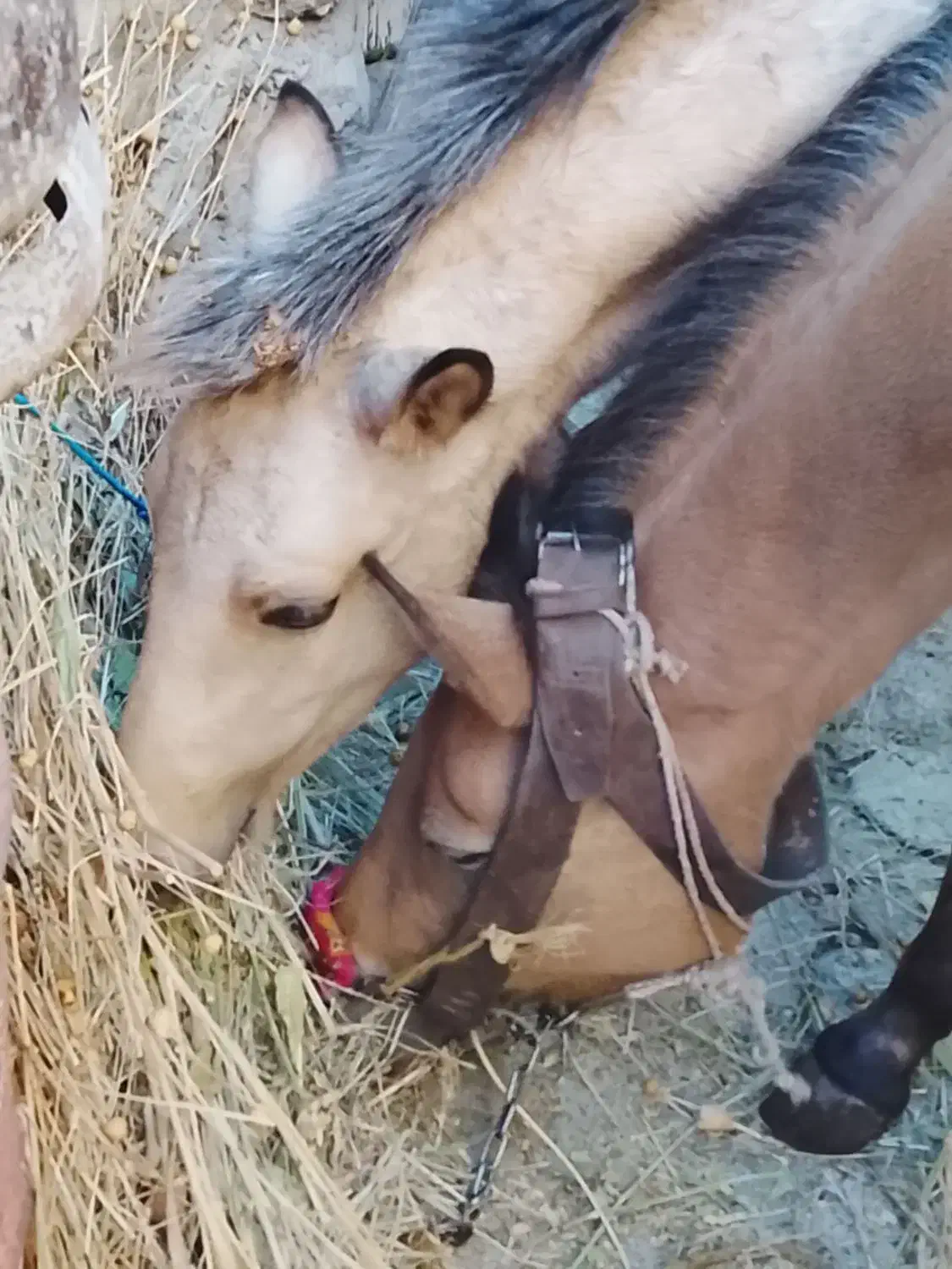 اسب|اسب و تجهیزات اسبسواری|شاهرود (اردبیل), |دیوار