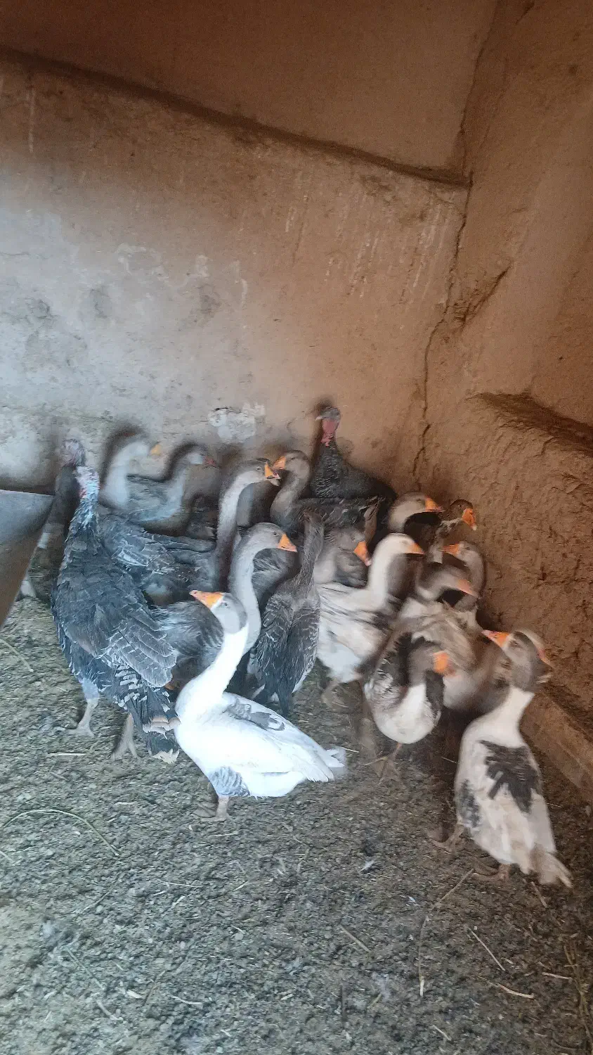 فروش غازوبوقلمون|حیوانات مزرعه|آباده, |دیوار