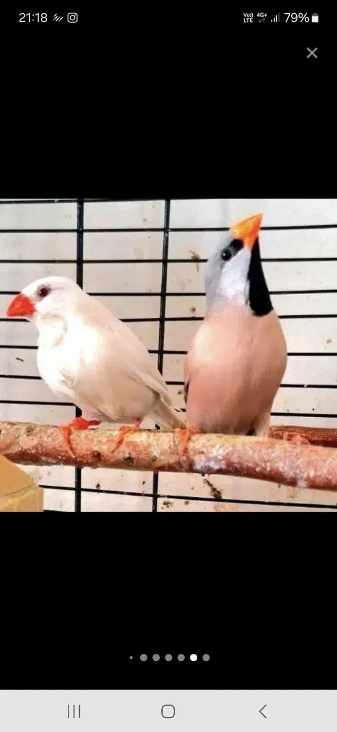 فنچ کرواتی مولد|پرنده|تهران, دبستان|دیوار