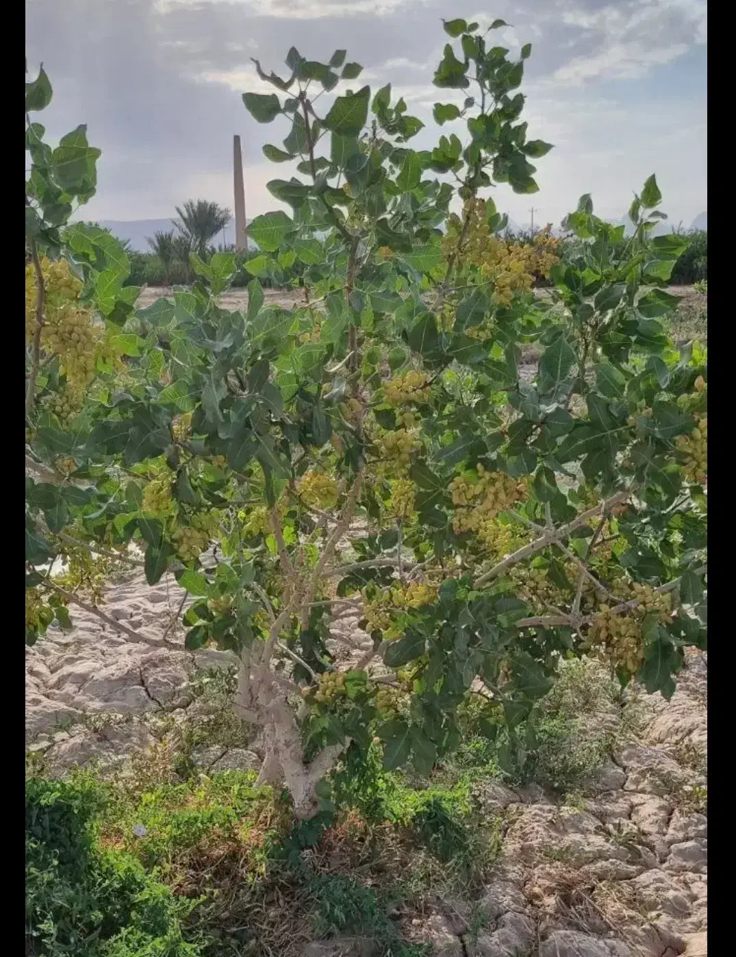 زمین پسته ای چترود|فروش دفتر صنعتی، کشاورزی، تجاری|چترود, |دیوار