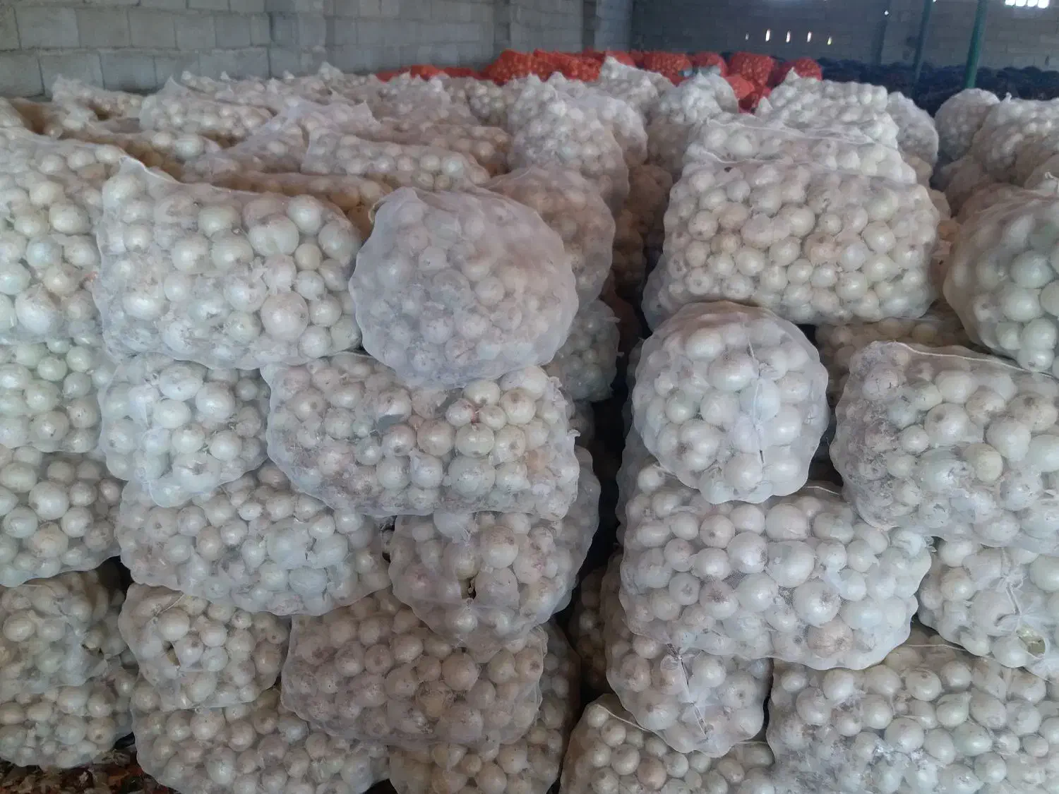 خرید و فروش پیاز عمده|خدمات باغبانی و درختکاری|بناب, |دیوار