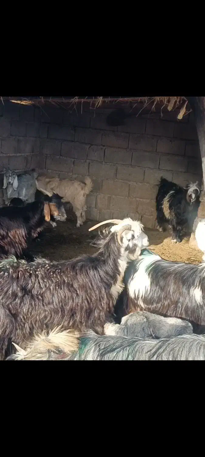 کره کز دار بز و روغن|خوردنی و آشامیدنی|اندیمشک, |دیوار