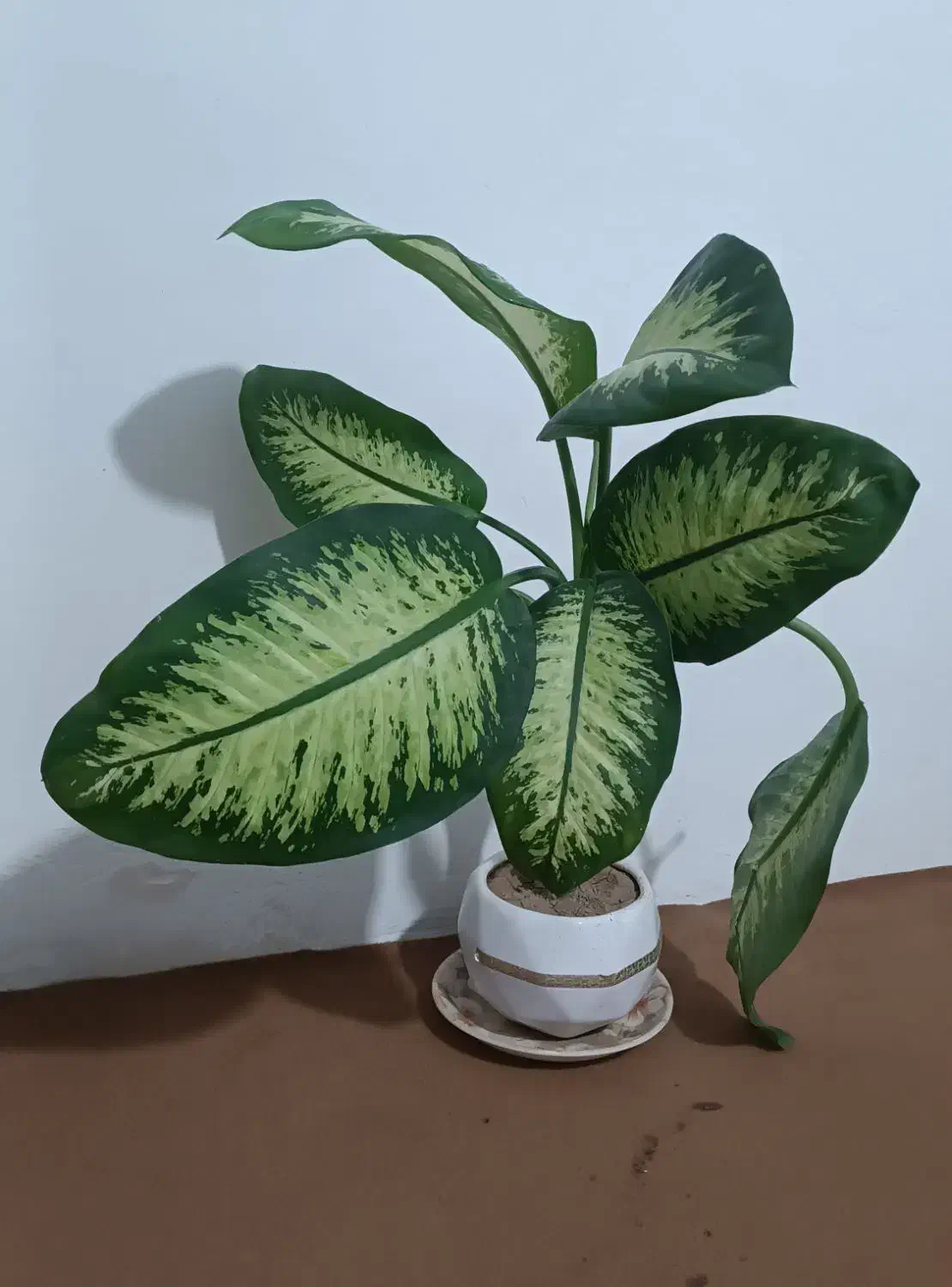 گل طبیعی|گل و گیاه طبیعی|صحنه, |دیوار