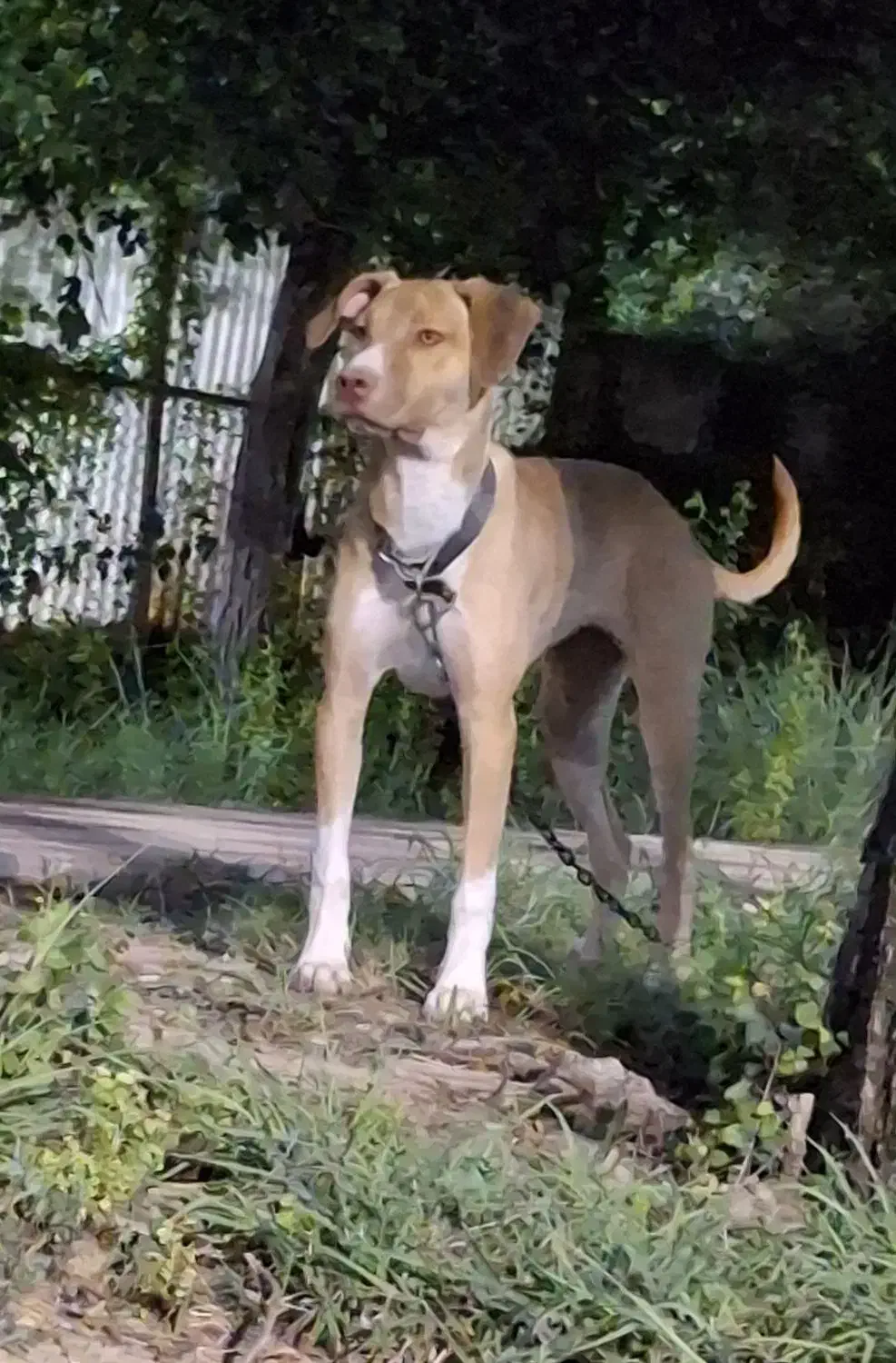 سگ گمشده|سگ|دوگنبدان, |دیوار