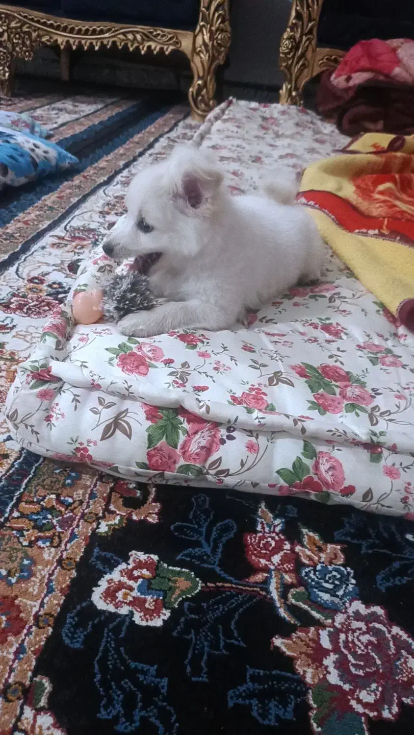 سگ پامرانین روباهی قیمت ده میلیون|سگ|دهدشت, |دیوار