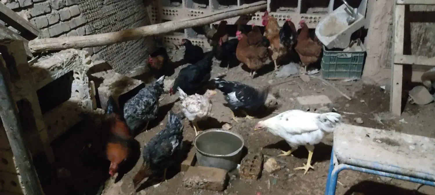 مرغ تخم گذار|حیوانات مزرعه|خوشاب, |دیوار