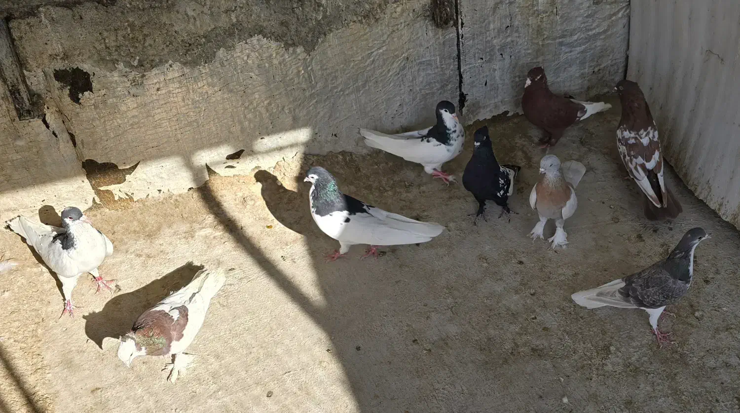 کبوتر|پرنده|شیراز, شیخ علی چوپان|دیوار