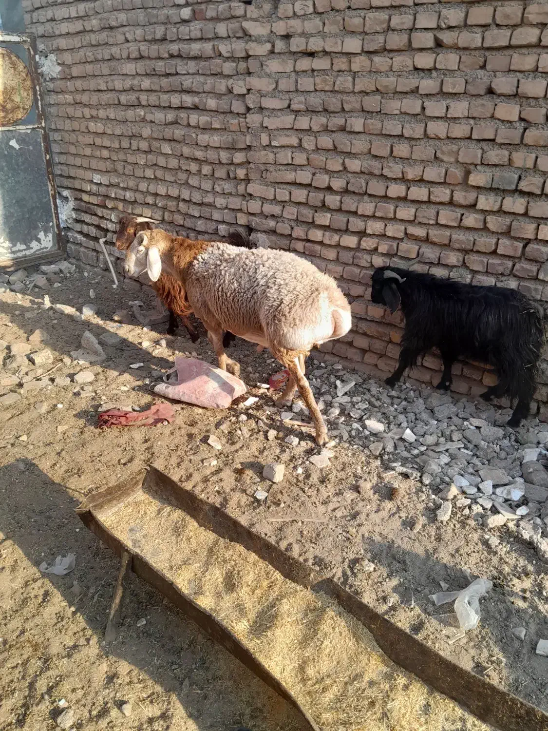 یک راس بره قوچی|حیوانات مزرعه|زیرکوه, |دیوار