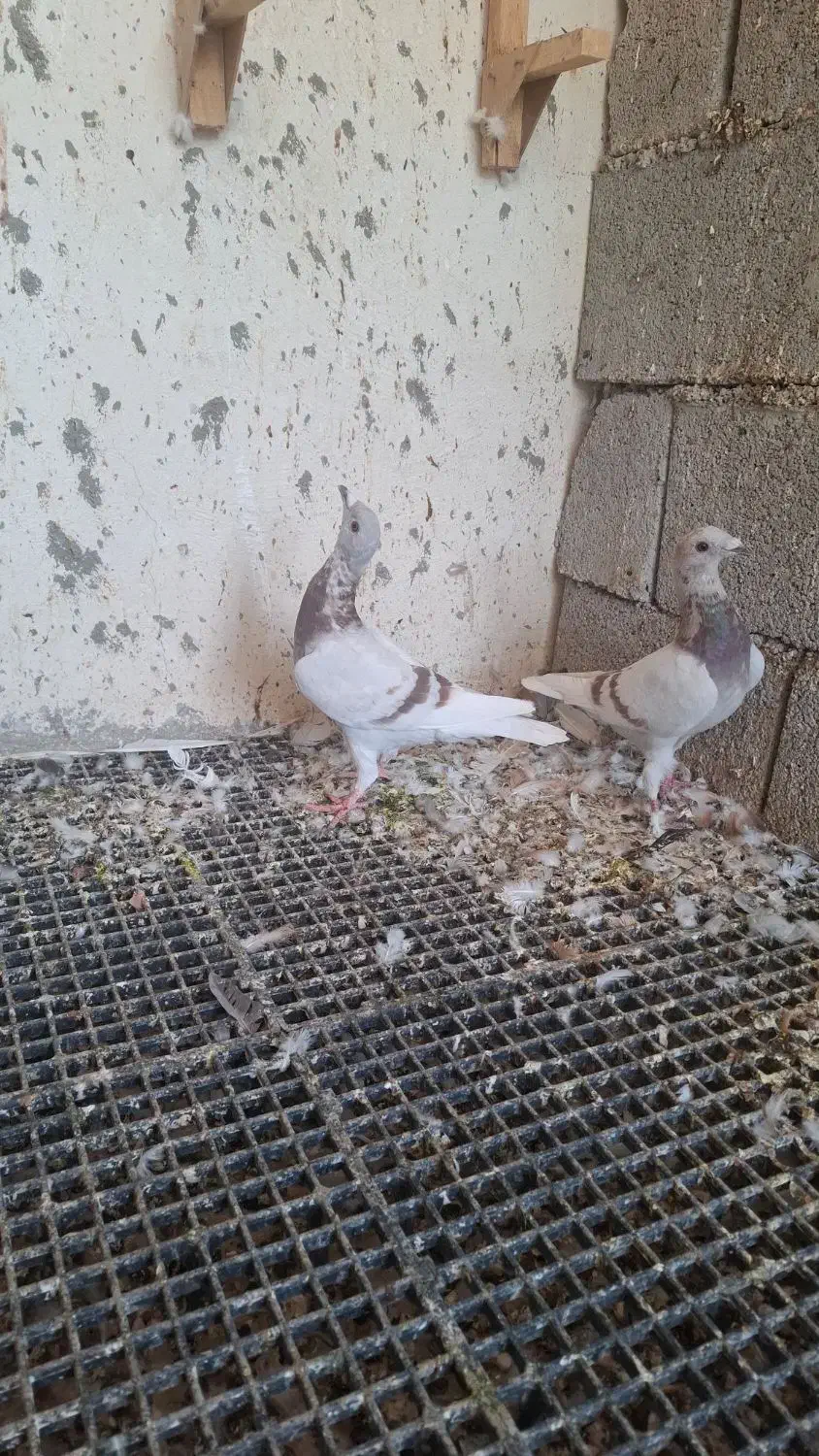 کبوتر پیازی|پرنده|وحدتیه, |دیوار