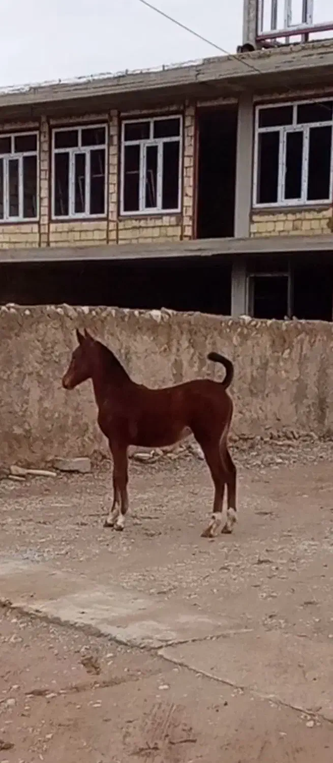 کره ماده|اسب و تجهیزات اسب‌سواری|لردگان, |دیوار