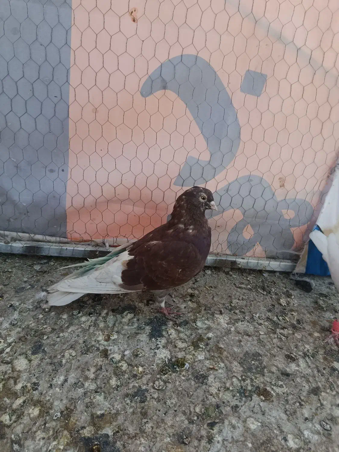 کفتر غریب گیری|پرنده|خاوران, |دیوار