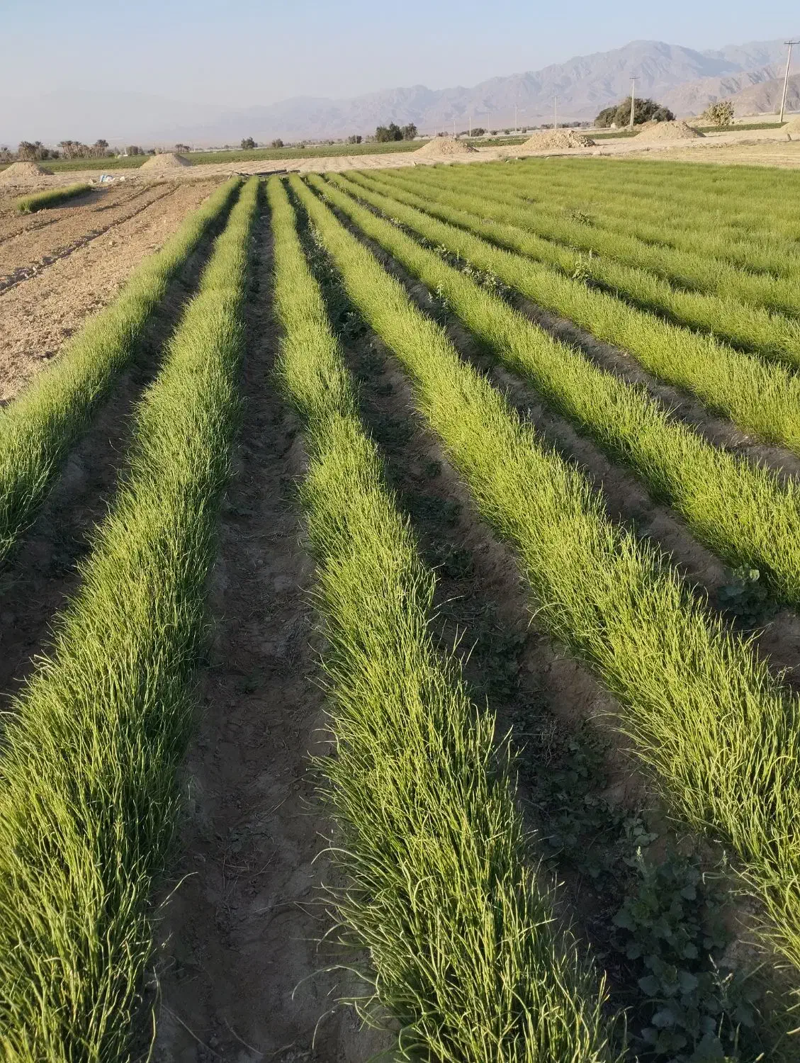 نهال پیاز مینروا|خدمات باغبانی و درختکاری|جیرفت, |دیوار