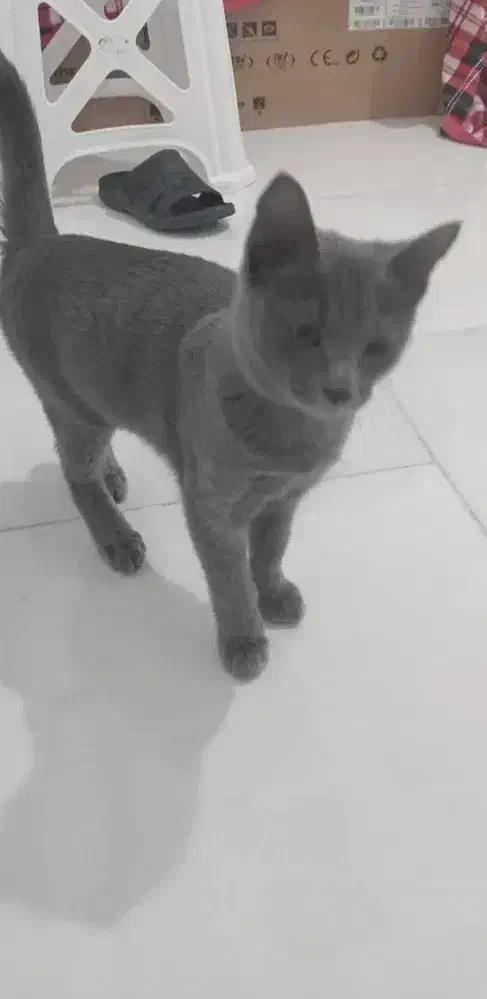 گربه اسکاتشن بلو|گربه|رباط‌کریم, نصیرشهر|دیوار