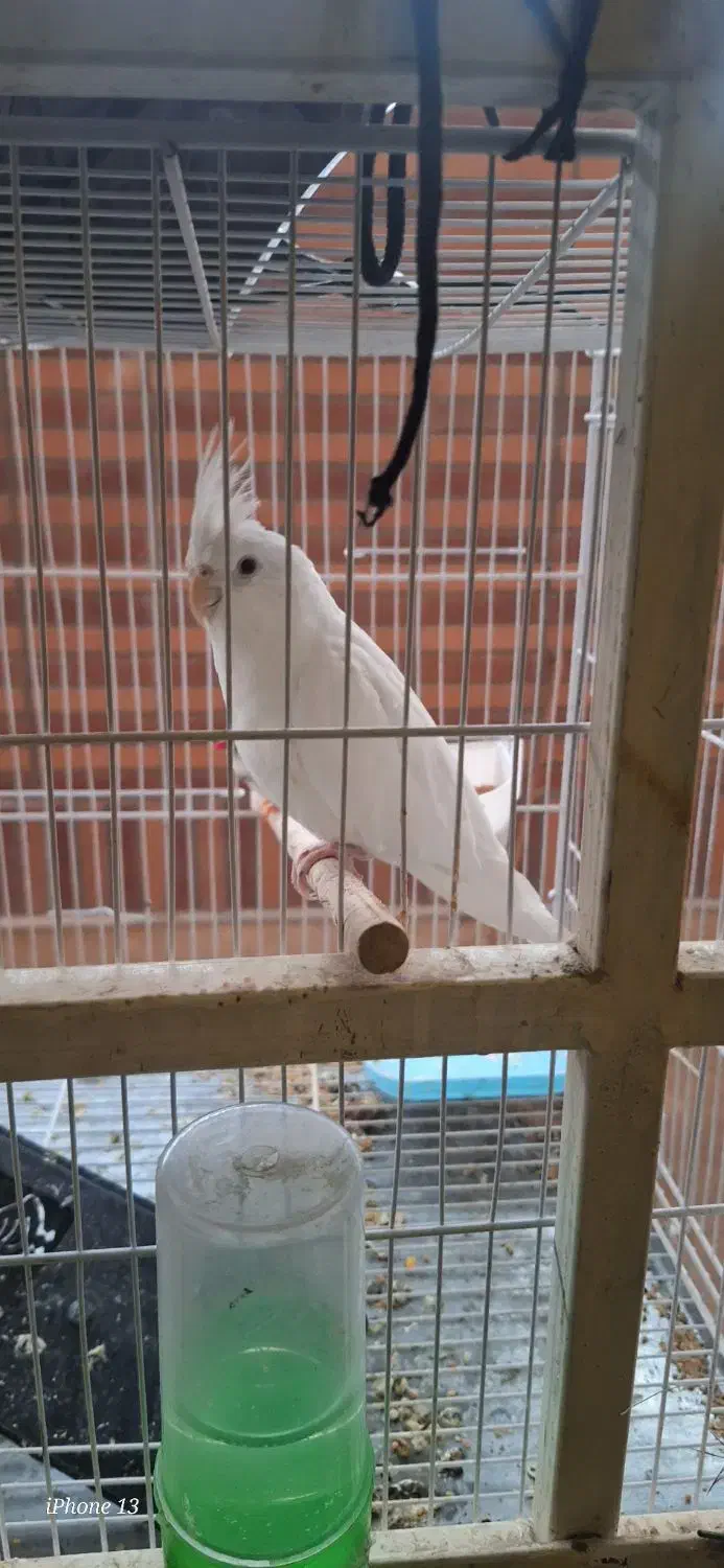 عروس هلندی|پرنده|زابل, |دیوار