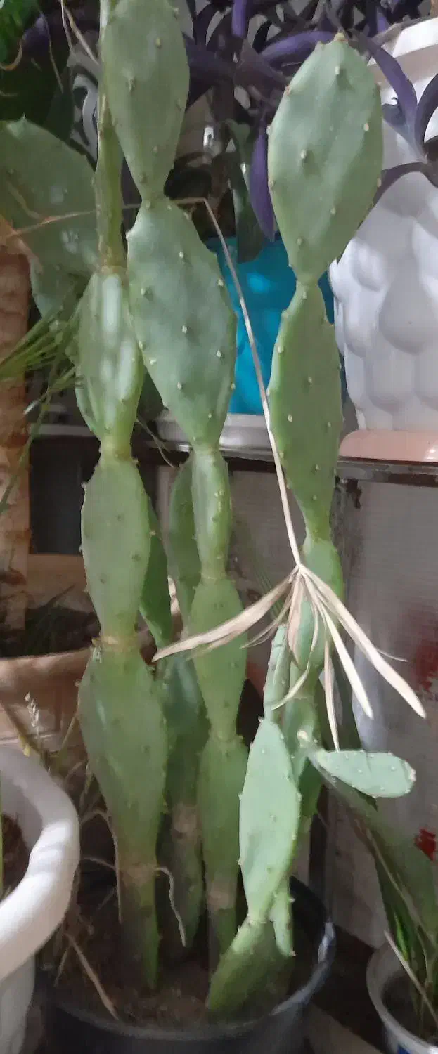 گل طبیعی|گل و گیاه طبیعی|مشهد, نظام دوست|دیوار