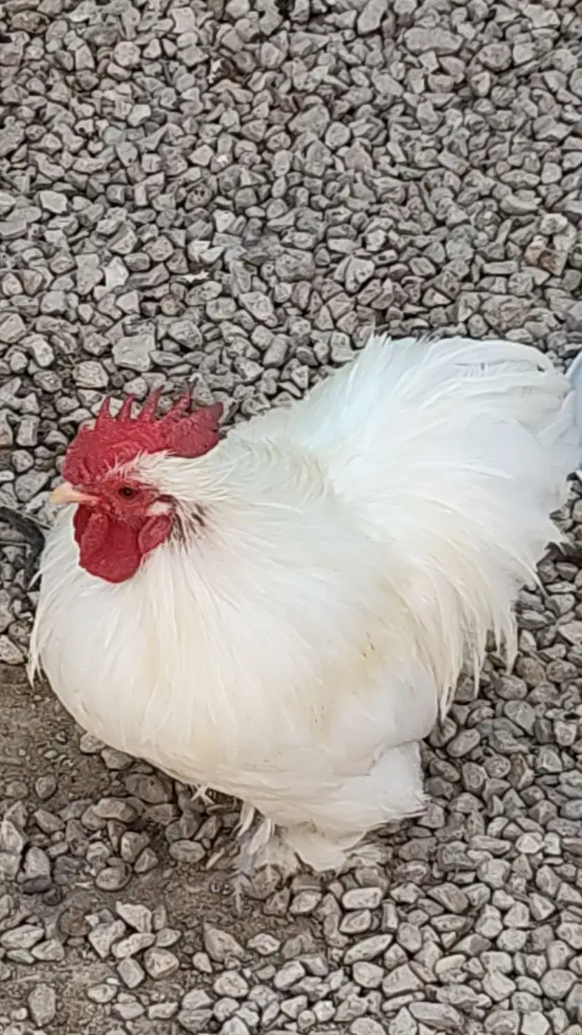 مرغ وخروس خوشین|پرنده|گراش, |دیوار