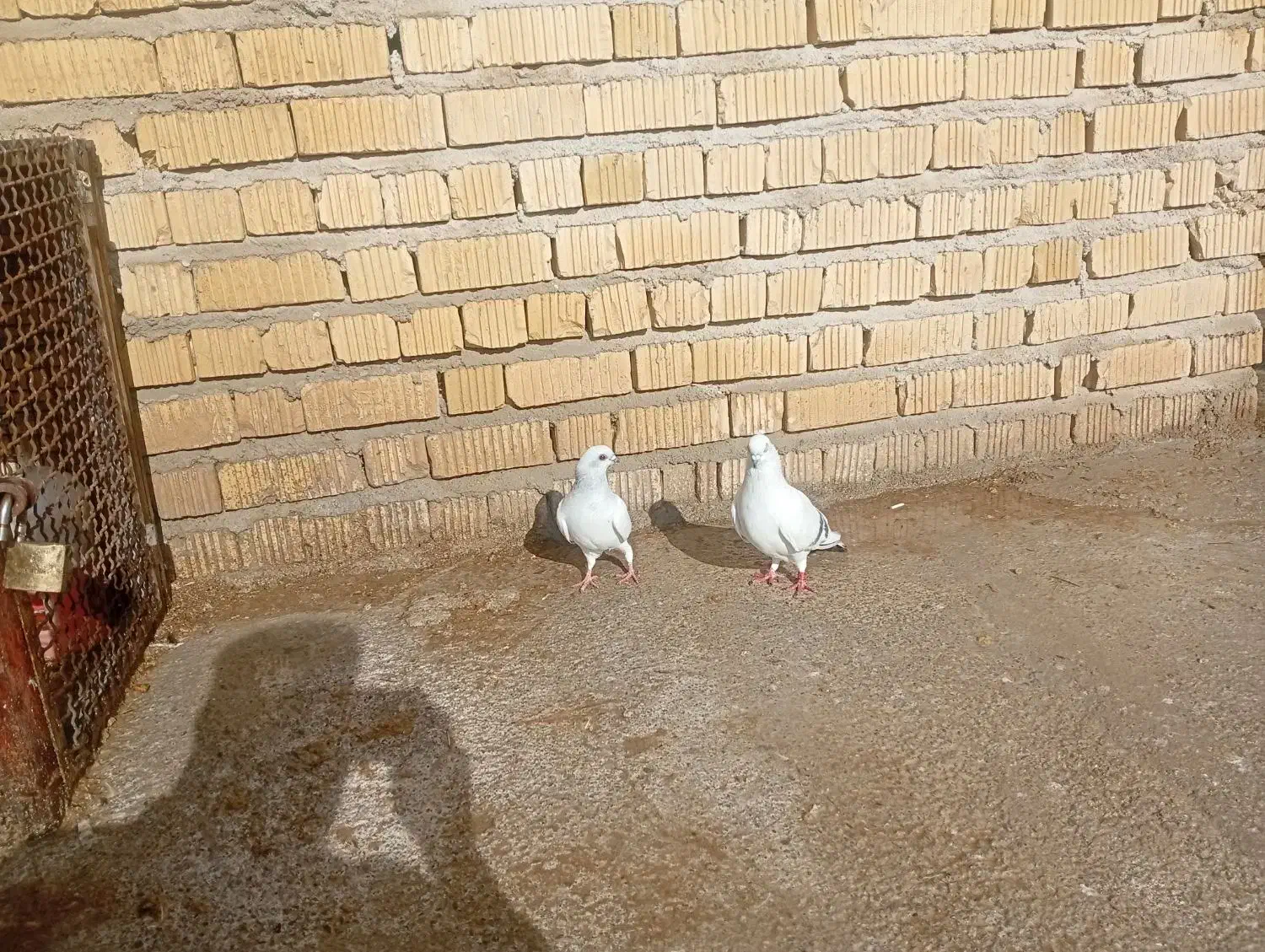 کبوتر شامی|پرنده|مرودشت, دولت آباد|دیوار