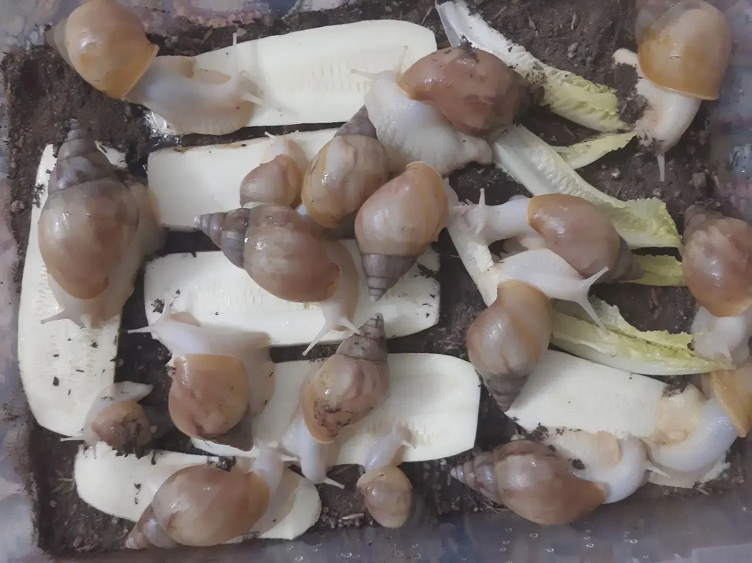 حلزون با پایین ترین قیمت|خزنده|مشهد, آپارتمان های مرتفع|دیوار