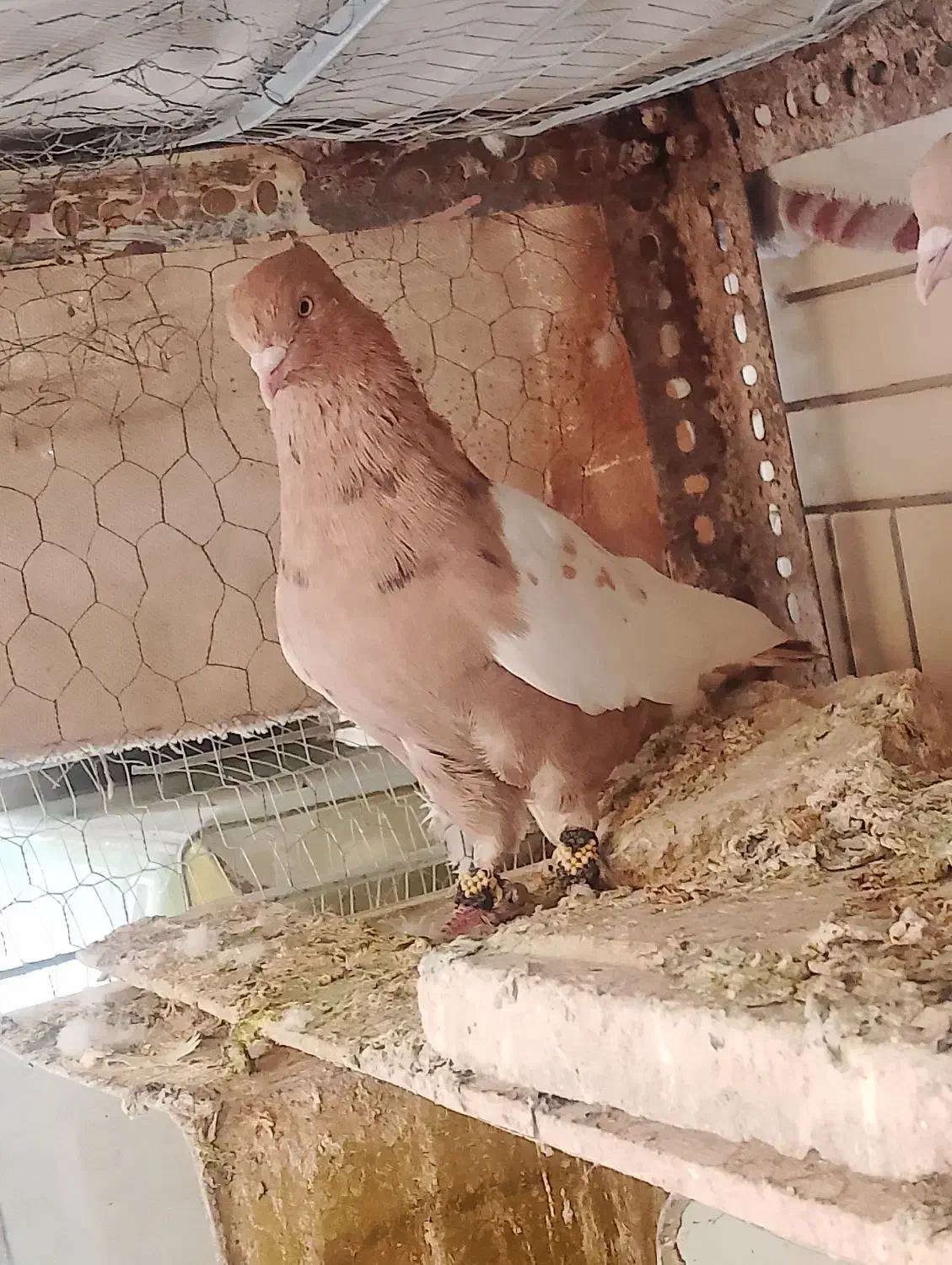 کفتر نقش|پرنده|طبس, |دیوار