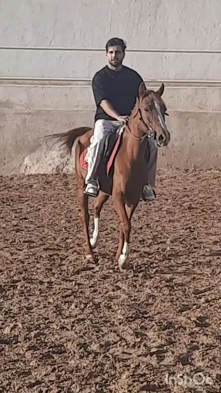 اسب|اسب و تجهیزات اسبسواری|زنجان, |دیوار