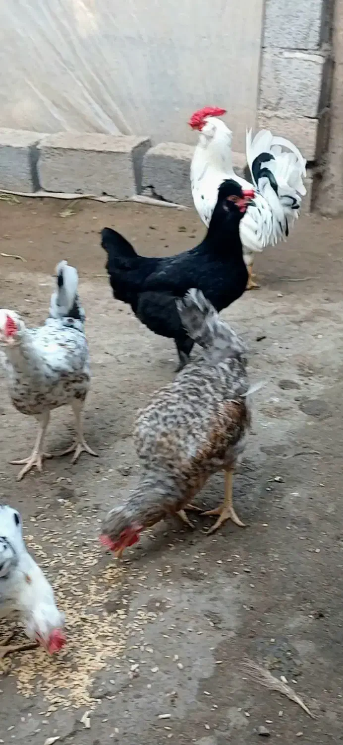 تخم نطفهدار گلینهای اصیل و کرچ شو|حیوانات مزرعه|رشت, سعدی (تختی)|دیوار