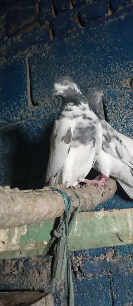 اسباب بازی|اسباببازی|ایرانشهر, |دیوار