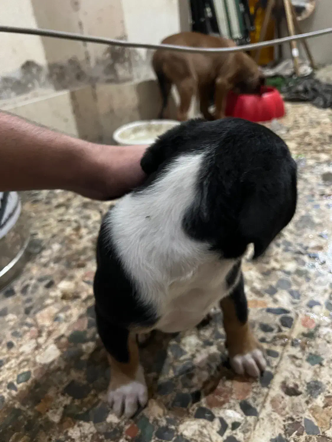 واگذاری|سگ|رشت, کوی حسینی|دیوار