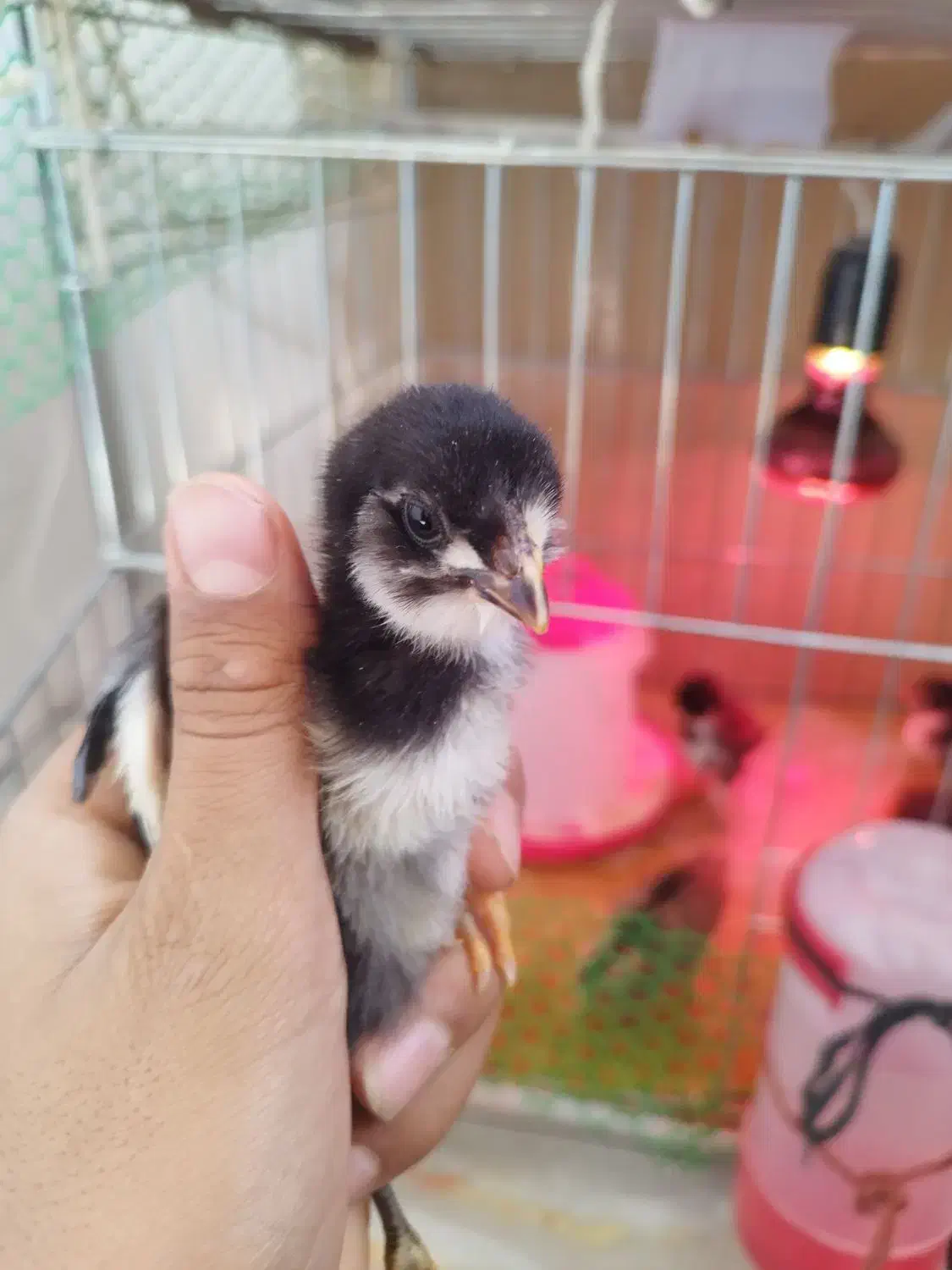 حراج جوجه گلین عشایری زیر مرغی سینه سوزنی 24روزه|حیوانات مزرعه|بومهن, |دیوار