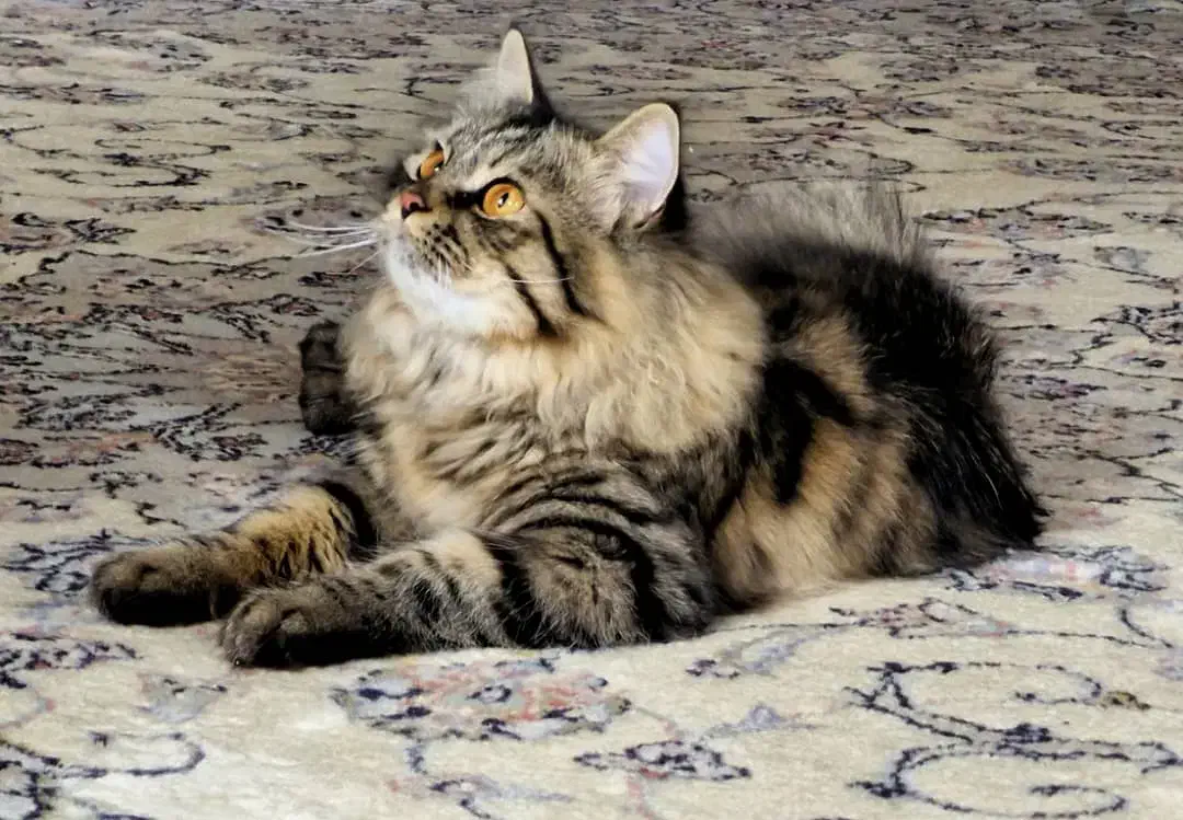 گربه|گربه|بندر انزلی, معلم|دیوار