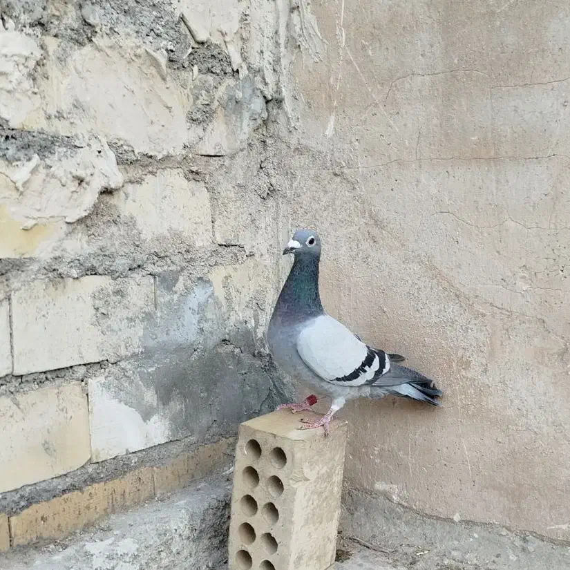 یک جفت مسافتی|پرنده|بندر امام خمینی, |دیوار