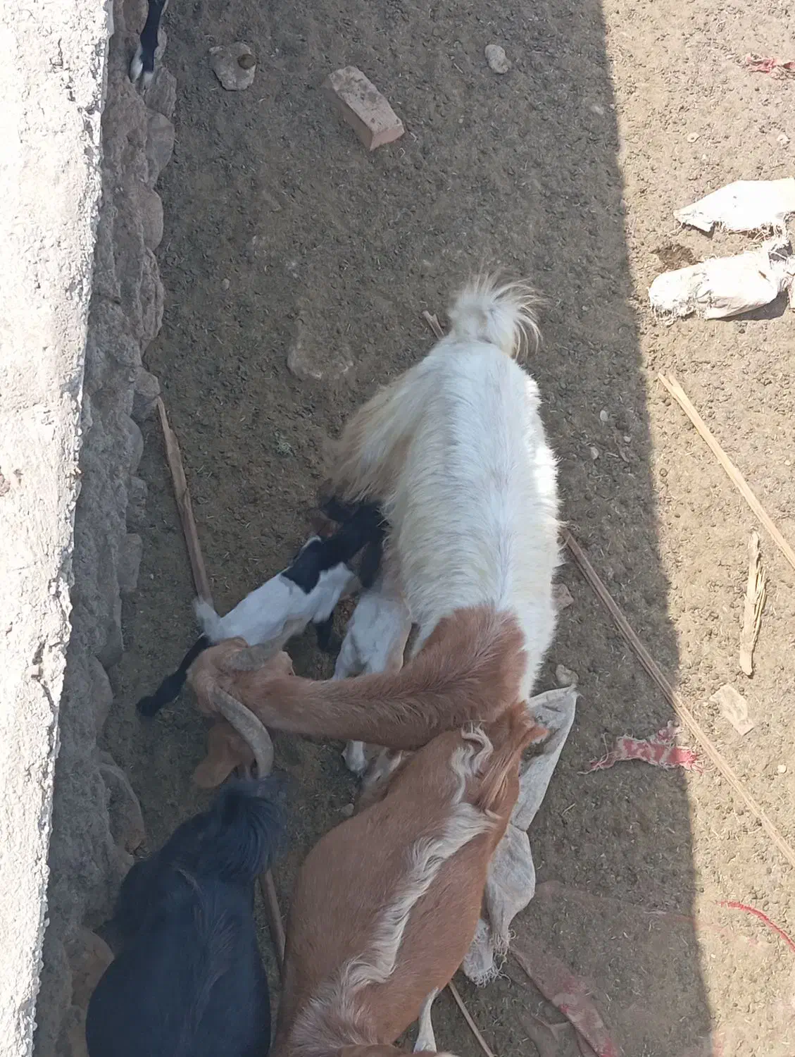 بز سرحال|حیوانات مزرعه|سیب و سوران, |دیوار